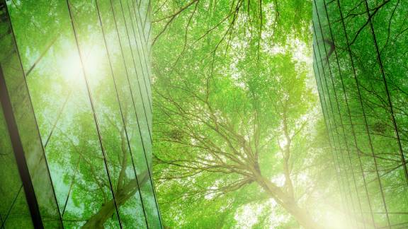 Frog's-eye view of trees with sunlight filtering from between the leaves
