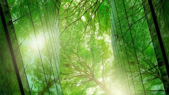 Frog's-eye view of a cluster of trees, with sunlight filtering from between the leaves