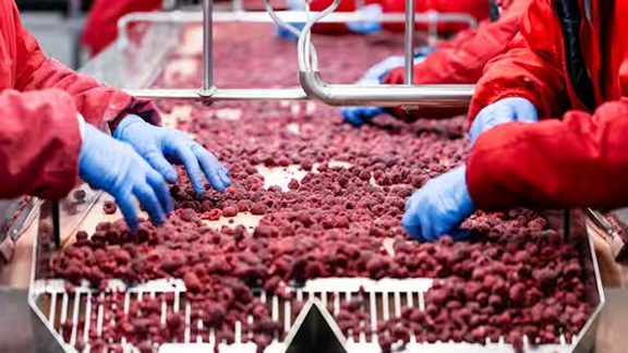 Close-up of hands separating fruits on a conveyor belt