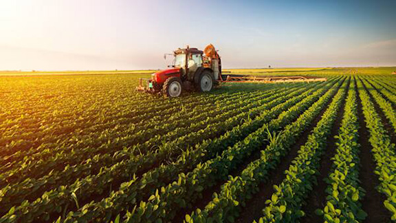 A tractor in a field harvesting green leafy plants